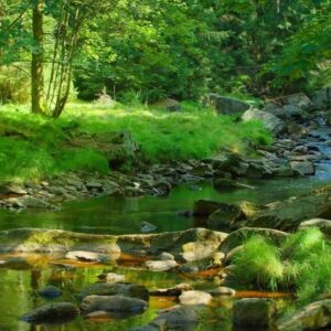 SlowBach.Com Album No. 4